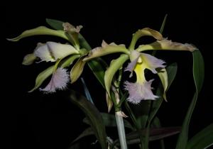 Rhyncholaeliocattleya Pluto