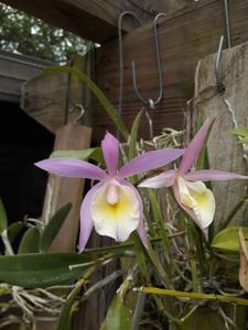 Brassocattleya North Miami