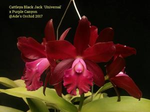 Cattleya Miss World Ecuador