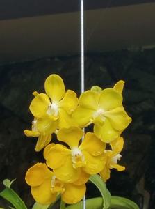 Vanda Memoria Thianchai