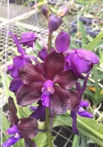 Vanda Motes Purple Rain