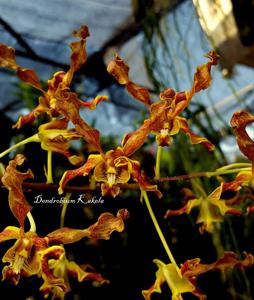 Dendrobium Kakela