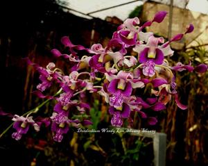 Dendrobium Wendy Lim Shuang Shuang