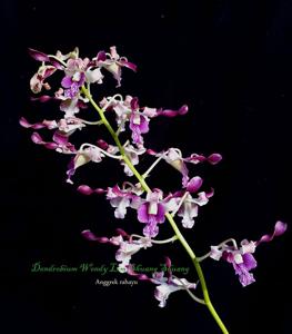 Dendrobium Wendy Lim Shuang Shuang