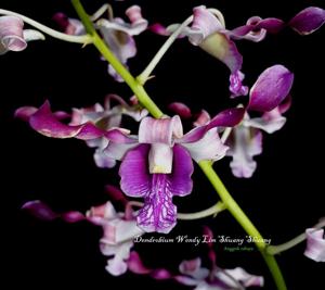 Dendrobium Wendy Lim Shuang Shuang