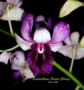 Dendrobium Serene Chang