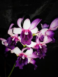 Dendrobium Serene Chang