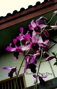 Dendrobium Serene Chang