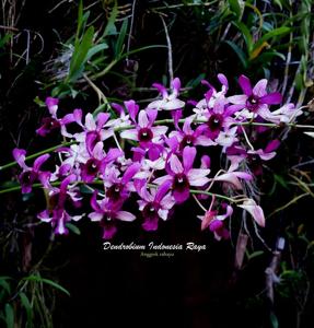 Dendrobium Indonesia Raya