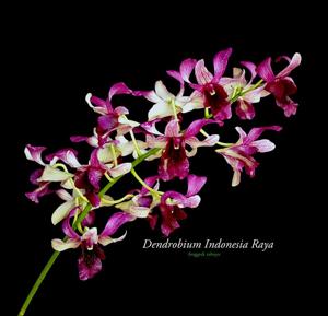 Dendrobium Indonesia Raya