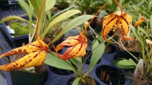 Masdevallia Pixie Snow Leopard