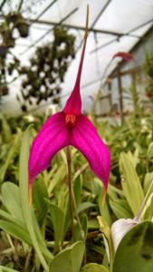 Masdevallia Pixie Snow Leopard