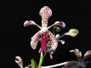 Vanda Kenneth Roberts