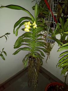 Vanda Gnana Kumar