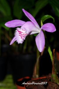 Pleione barbarae