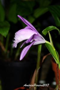 Pleione barbarae