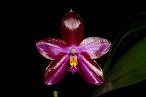 Phalaenopsis Chienlung Super Eagle