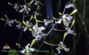 Dendrobium Mount Waialeale