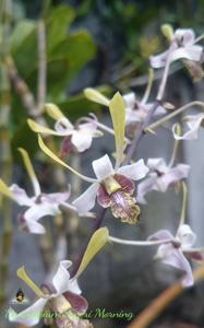 Dendrobium Mount Waialeale