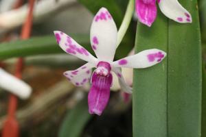 Vandachostylis Pinky