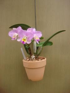 Cattleya White Island-walkeriana