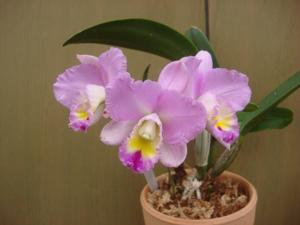 Cattleya White Island-walkeriana