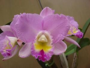 Cattleya White Island-walkeriana