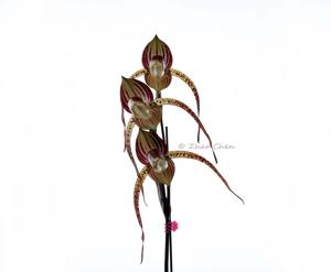 Paphiopedilum Hung Sheng Cape