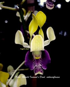 Dendrobium  Ronald Imanuel-violaceoflavens