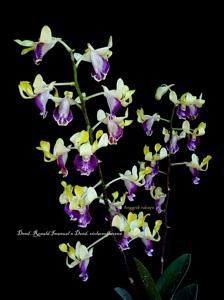 Dendrobium  Ronald Imanuel-violaceoflavens