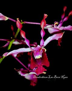 Dendrobium Lee Boon Ngan