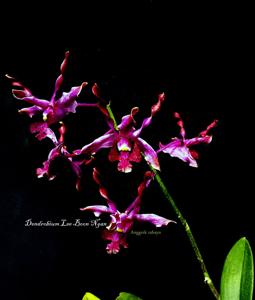 Dendrobium Lee Boon Ngan