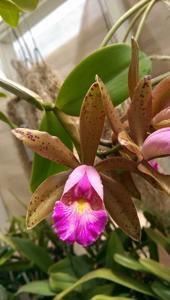 Cattleya Quinquecolor