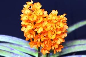 Vanda Sagarik Gold