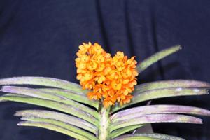 Vanda Sagarik Gold