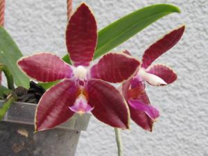 Phalaenopsis Chienlung Corning Isles