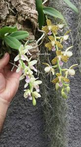 Phalaenopsis Little One