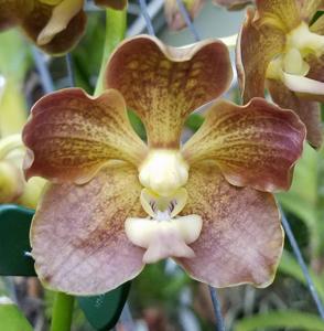 Vanda Memphis Glenwild Gold