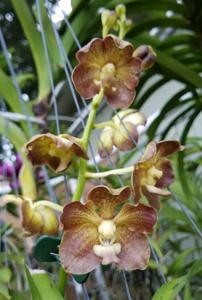 Vanda Memphis Glenwild Gold