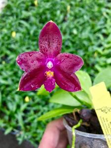 Phalaenopsis Miki Fly Eagle Empire