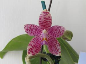 Phalaenopsis Teoh Tee Teong