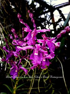 Dendrobium Loo Sing Chew-Tristar Power