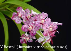 Vanda Boschii