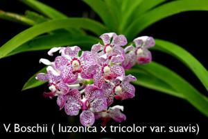 Vanda Boschii