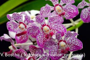 Vanda Boschii