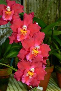 Oncidium Feuerschein