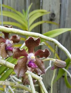 Vanda Kultana Indian Incense-tessellata