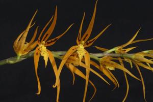 Brassia Orange Delight