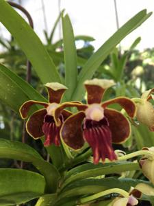 Vanda Limbo Dancer