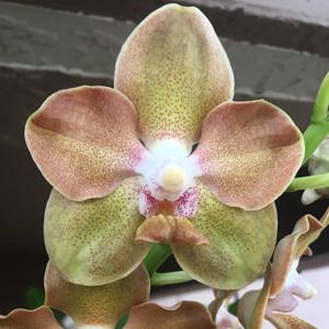 Vanda Xena